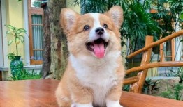 萌神柯基爆料视频大全